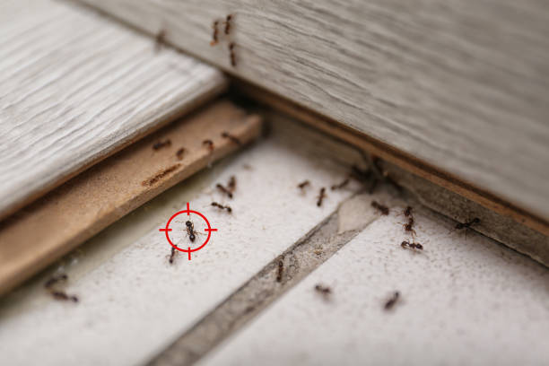 Trusted Camanche North Shore, CA Pest Control Experts