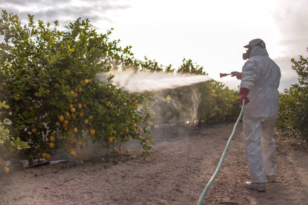Wasp Removal Services in Camanche North Shore, CA